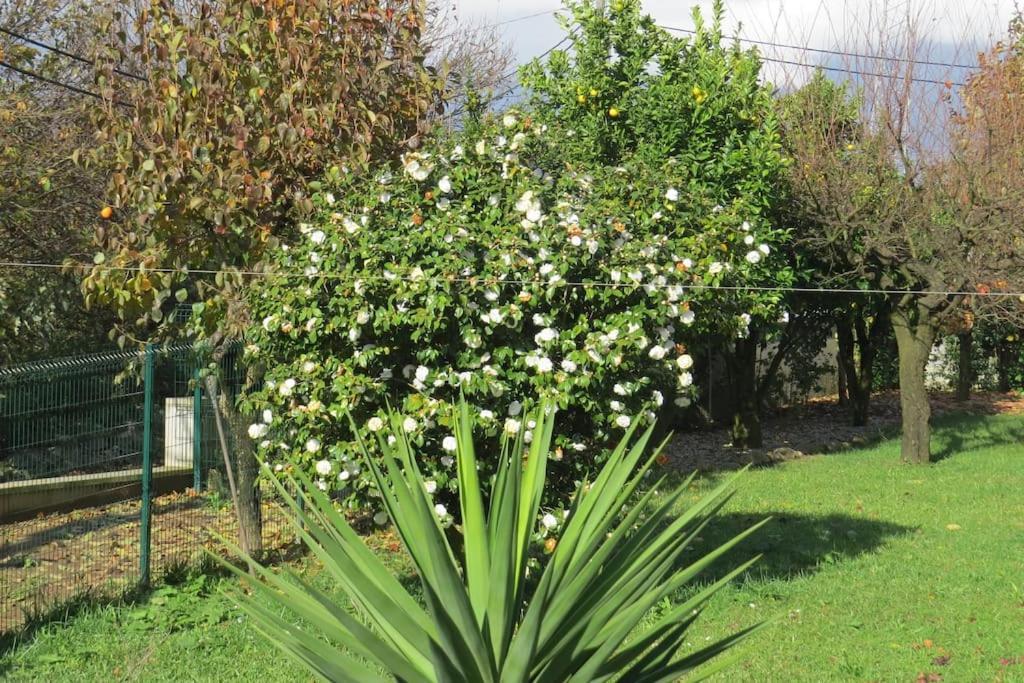 Sweet Home Braga - 4 Rooms Apartment Exterior foto